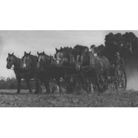 Student ploughing with a team of five horses [Hawkesbury Agricultural College (HAC)]