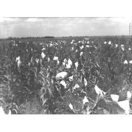 Student inspecting a crop of corn [Hawkesbury Agricultural College (HAC)]