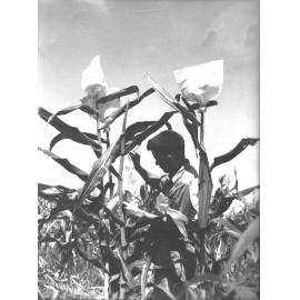Student inspecting a crop of corn [Hawkesbury Agricultural College (HAC)]