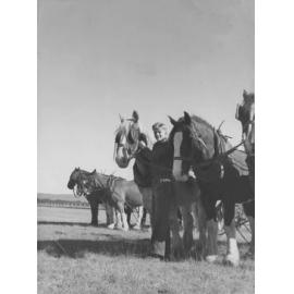 A student preparing Clydesdales, in a field, for work [Hawkesbury Agricultural College (HAC)]