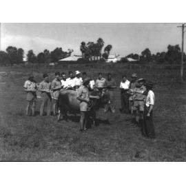 Class underway in paddock - one cow on a lead and students standing around [Hawkesbury Agricultural College (HAC)]