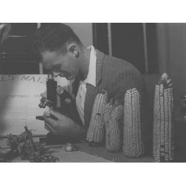 Student, Cliff R Emery, studying corn under a microscope [Hawkesbury Agricultural College (HAC)]