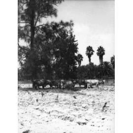 Dairy cows standing in the shade of a tree [Hawkesbury Agricultural College (HAC)]
