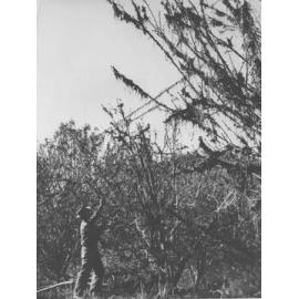 Flood Damage - Colo River [Hawkesbury Agricultural College (HAC)]