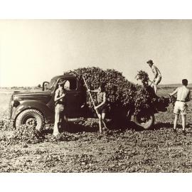 Four students loading a harvested crop onto the tabletop of a ute [Hawkesbury Agricultural College (HAC)]