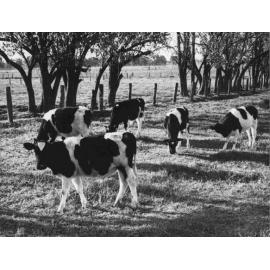 Friesian heifers in paddock [Hawkesbury Agricultural College (HAC)]