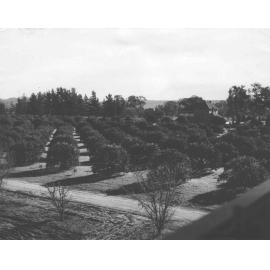 Orange section of College Orchard (Registrar's House in background) [Hawkesbury Agricultural College (HAC)]