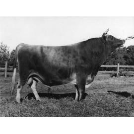 Bull 'Bellavista Samariton' (Print 2 of 2) [Hawkesbury Agricultural College (HAC)]