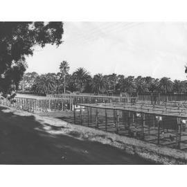 Poultry - College single testing pens, egg laying competition pens [Hawkesbury Agricultural College (HAC)]