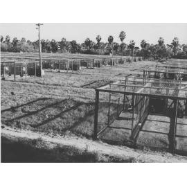 Poultry - Egg Laying Competition Pens (close-up) [Hawkesbury Agricultural College (HAC)]