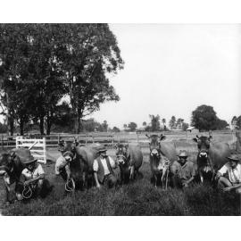 Prize Jerseys cows - looking South towards the Poultry Cottage from area in front of the stud stock shed [Hawkesbury Agricultural College (HAC)]