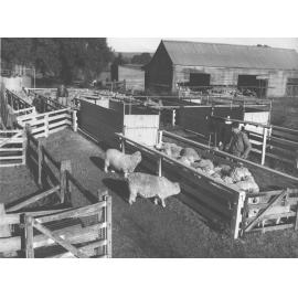 Sheep Sutton - spray and dip yards [Hawkesbury Agricultural College (HAC)]