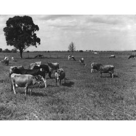 The College herd - looking North-East and on the right hand side of Diary Lane [Hawkesbury Agricultural College (HAC)]
