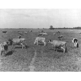 Herd of cows in fields - Jersey and Friesian [Hawkesbury Agricultural College (HAC)]