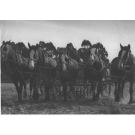 Student ploughing with a team of five horses [Hawkesbury Agricultural College (HAC)]
