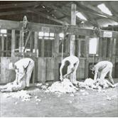 Shearing Shed (interior) - Students shearing sheep with mechanical shears [Hawkesbury Agricultural College (HAC)]