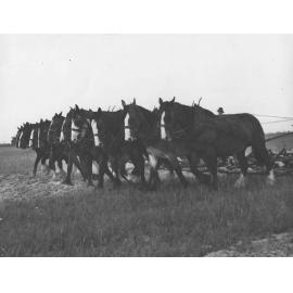 Two five-horse teams pulling ploughs [Hawkesbury Agricultural College (HAC)]