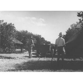 Two students spraying fruit trees [Hawkesbury Agricultural College (HAC)]