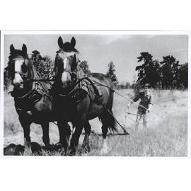 Women's Land Army: Woman ploughing with a two horse team [Hawkesbury Agricultural College (HAC)]