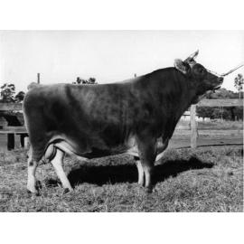 Bull 'Bellavista Samariton' (Print 1 of 2) [Hawkesbury Agricultural College (HAC)]