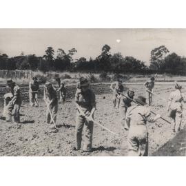 Women's Land Army: Faming activities (print 10 of 12) - Women in overalls working with hoes in a field [Hawkesbury Agricultural College (HAC)]