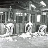 Shearing Shed (interior) - Students shearing sheep with mechanical shears [Hawkesbury Agricultural College (HAC)]