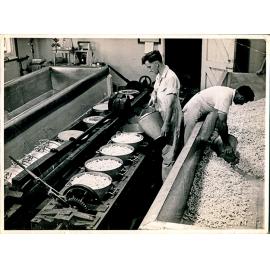 Cheese making in the Dairy factory