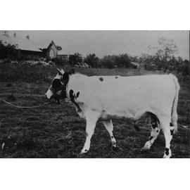 Bull being led across a field in front of the Administration Building [Hawkesbury Agricultural College (HAC)]