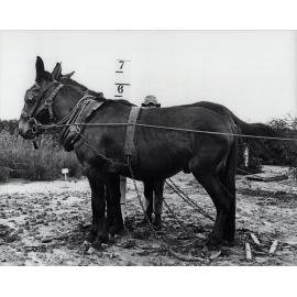 Checking the height of two harnessed mules - Student standing behind holding a height chart [Hawkesbury Agricultural College (HAC)]
