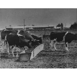 Cows feeding from a trough with the Quadrangle in the background [Hawkesbury Agricultural College (HAC)]