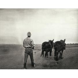 Cultivating - Student working two-mule team [Hawkesbury Agricultural College (HAC)]