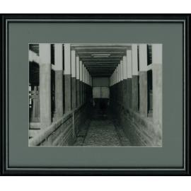 Dairy Bails (interior) - Milking stalls view down the main corridor [Hawkesbury Agricultural College (HAC)]