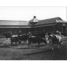 Dairy bails with cows standing in yard [Hawkesbury Agricultural College (HAC)]