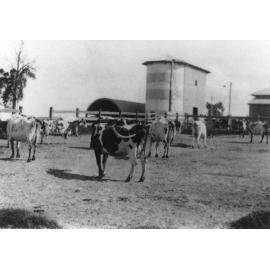 Dairy yard (mainly Ayrshire cattle) and silos - looking South [Hawkesbury Agricultural College (HAC)]
