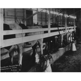 Eschelon Milking Shed (interior): Milking machines at work [Hawkesbury Agricultural College (HAC)]