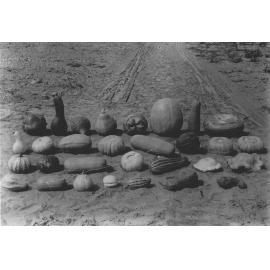 Experimental Plots: Display of experimental marrows [Hawkesbury Agricultural College (HAC)]