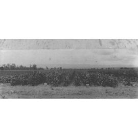 Experimental Plots: Field of plants [Hawkesbury Agricultural College (HAC)]