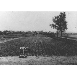 Experimental Plots: Grass garden [Hawkesbury Agricultural College (HAC)]