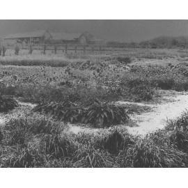 Experimental Plots: Grass Garden and area in front of Main Building [Hawkesbury Agricultural College (HAC)]
