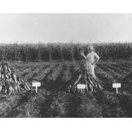 Experimental Plots: Harvesting an experiment - a student standing in a field of harvested mangel-wurzels [Hawkesbury Agricultural College (HAC)]
