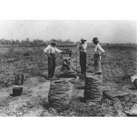 Experimental Plots: Harvesting an experiment - staff member weighing a sack of produce on a large set of scales [Hawkesbury Agricultural College (HAC)]