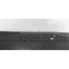Experimental Plots: Man (staff member?) standing in the field [Hawkesbury Agricultural College (HAC)]