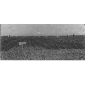 Experimental Plots: Millet [Hawkesbury Agricultural College (HAC)]