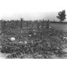 Experimental Plots: Pumpkins and squashes [Hawkesbury Agricultural College (HAC)]