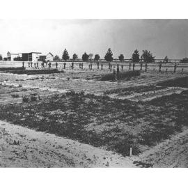 Experimental Plots: Showing (L to R) Tobacco Curing Shed, Seeds and Fertiliser Shed, Plots Office with fence along Dairy (Science) Road at rear [Hawkesbury Agricultural College (HAC)]