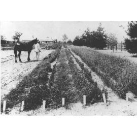 Experimental Plots: Well-dressed man leading his horse and inspecting the grass garden [Hawkesbury Agricultural College (HAC)]