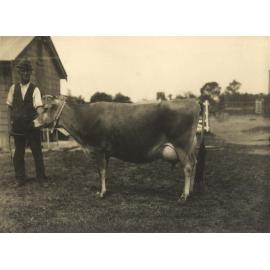 Farm hand holding the reins of a Jersey Cow [Hawkesbury Agricultural College (HAC)]