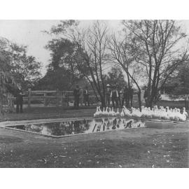 Farmers observing a flock of ducks [Hawkesbury Agricultural College (HAC)]