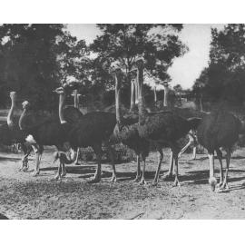 Flock of ostriches [Hawkesbury Agricultural College (HAC)]