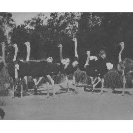 Flock of ostriches [Hawkesbury Agricultural College (HAC)]